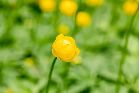 Trollius 'Lemon Queen' - P9 - image 2