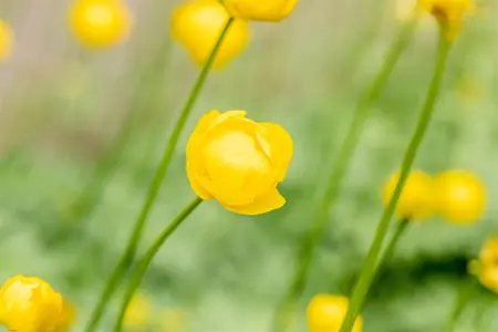 Trollius 'Lemon Queen' - P9 - image 4
