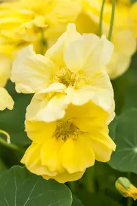 Tropaeolum majus - P13 - image 5