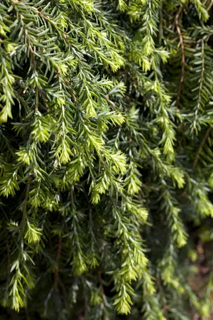 Tsuga can. 'Cole's Prostrate' - 50-60 CM C5 - image 1