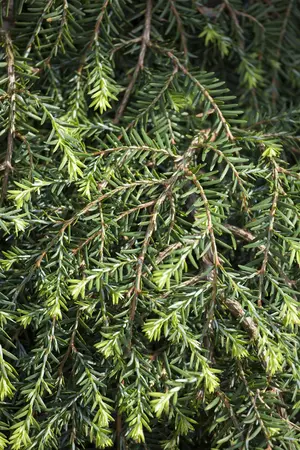 Tsuga can. 'Cole's Prostrate' - 50-60 CM C5 - image 2