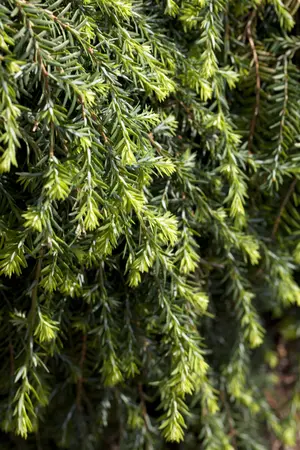Tsuga can. 'Cole's Prostrate' - 125-150 CM C30 - image 1
