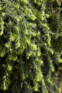 Tsuga can. 'Cole's Prostrate' - 125-150 CM C30 - image 2