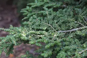 Tsuga can. 'Jacqueline Verkade'
