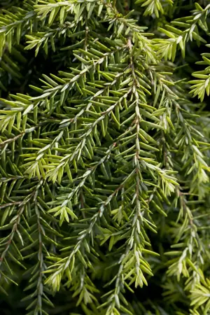 Tsuga can. 'Jeddeloh' - 25-30 CM C3 - image 1