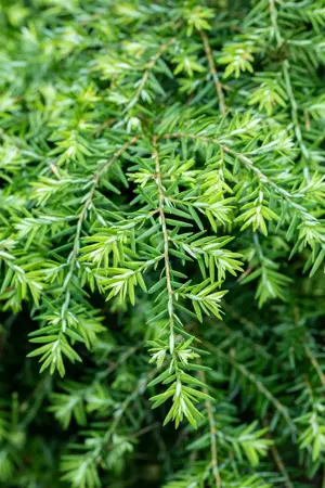 Tsuga can. 'Jeddeloh' - 25-30 CM C3 - image 5