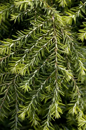 Tsuga can. 'Jeddeloh' - LINERS 28 CEL TRAY P9 SIZE - image 1