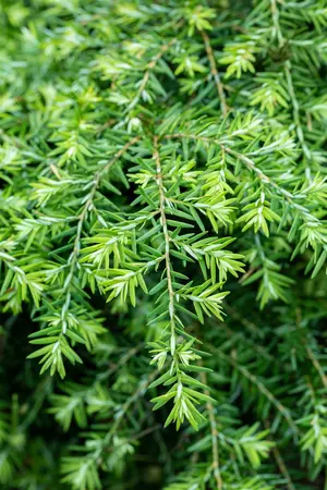 Tsuga can. 'Jeddeloh' - LINERS 28 CEL TRAY P9 SIZE - image 5