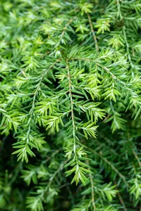 Tsuga can. 'Jeddeloh' - LINERS 28 CEL TRAY P9 SIZE - image 5