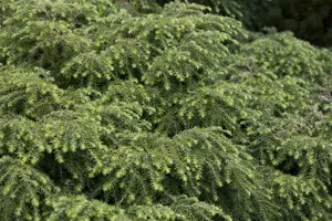 Tsuga can. 'Jeddeloh' - P9 - image 2