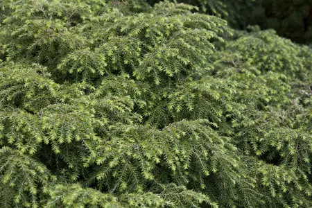 Tsuga can. 'Jeddeloh' - 2.5 Ltr pot - image 2