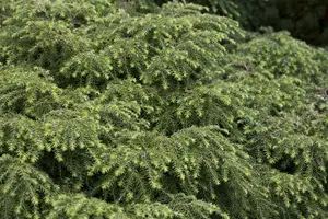 Tsuga can. 'Jeddeloh' - 2.5 Ltr pot - image 2