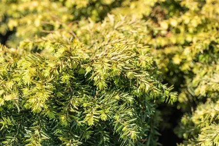 Tsuga can. 'Jeddeloh' - 2.5 Ltr pot - image 4