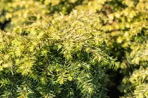 Tsuga can. 'Jeddeloh' - 2.5 Ltr pot - image 4