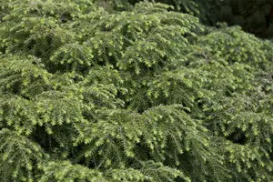 Tsuga can. 'Jeddeloh' - 50-60 CM C20 - image 2