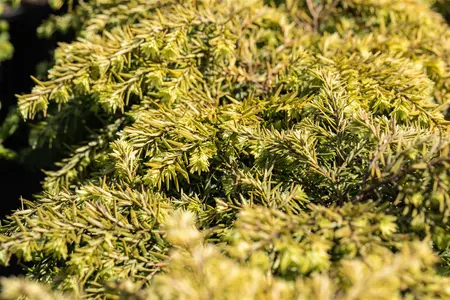 Tsuga can. 'Jeddeloh' - LINERS 28 CEL TRAY P9 SIZE - image 3