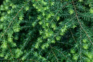 Tsuga can. 'Nana' - P9 - image 5