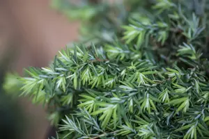 Tsuga can. 'Nana'