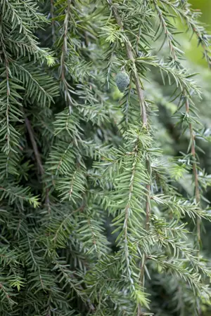 Tsuga can. 'Pendula' - 80-100 CM C5 - image 3