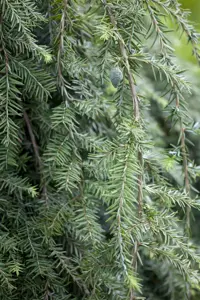 Tsuga can. 'Pendula' - 80-100 CM C5 - image 3