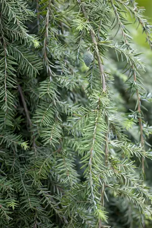 Tsuga can. 'Pendula' - 100-125 CM C7.5 - image 3