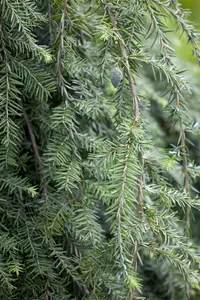 Tsuga can. 'Pendula' - 60-80 CM C5 - image 3