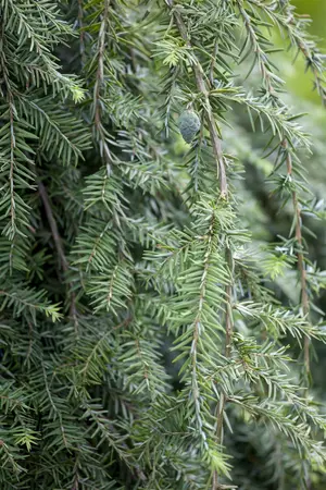 Tsuga can. 'Pendula' - 100-125 CM C30 - image 3