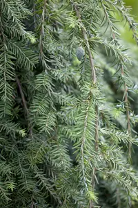 Tsuga can. 'Pendula' - 100-125 CM C30 - image 3