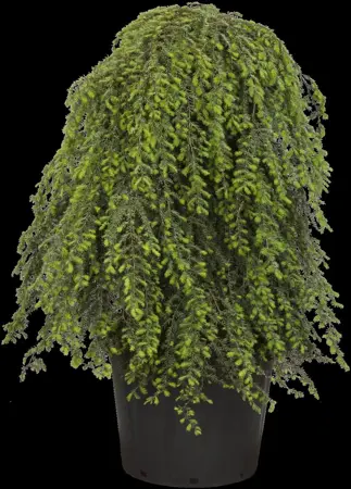 Tsuga can. 'Pendula' - 80-100 CM C5 - image 4