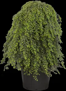 Tsuga can. 'Pendula' - 80-100 CM C5 - image 4