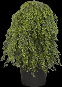 Tsuga can. 'Pendula' - 100-125 CM C7.5 - image 4