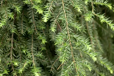 Tsuga can. 'Pendula' - 80-100 CM C5 - image 1