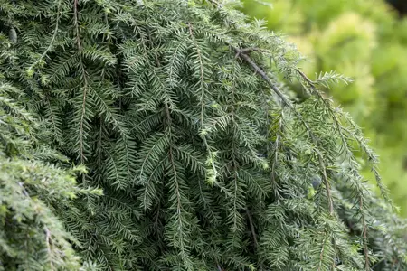 Tsuga can. 'Pendula' - 80-100 CM C5 - image 2
