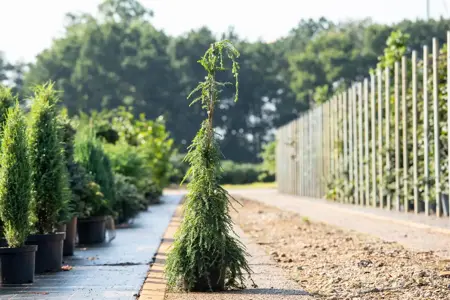 Tsuga can. 'Pendula' - 80-100 CM C5 - image 5