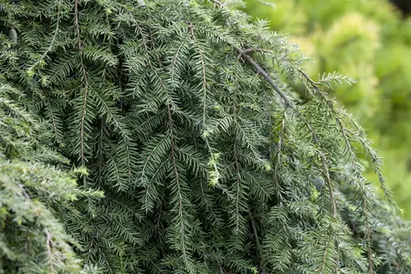 Tsuga can. 'Pendula' - 100-125 CM C7.5 - image 2