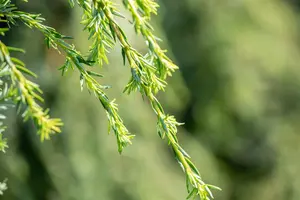 Tsuga can. 'Pendula' - 100-125 CM C30 - image 5
