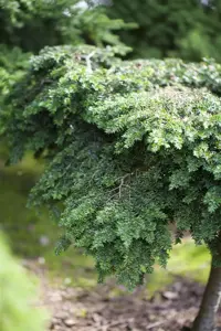 Tsuga canadensis - 60-80 CM RB - image 4