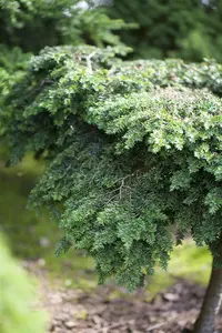 Tsuga canadensis - 40-50 CM C3 - image 3