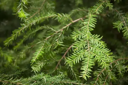 Tsuga canadensis - 60-80 CM RB - image 3