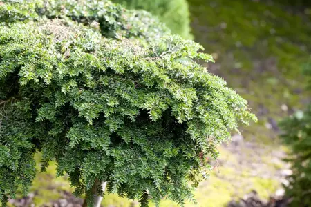Tsuga canadensis - 60-80 CM RB - image 5