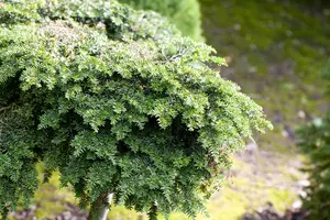 Tsuga canadensis - STD 16-18 CM CONT    - image 5