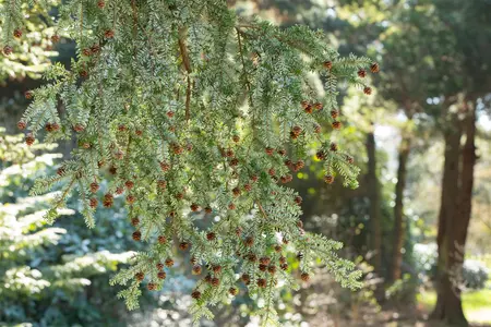 Tsuga canadensis - TRAINED 200 CM STEM, GIRTH 20-25 CM RB - image 5