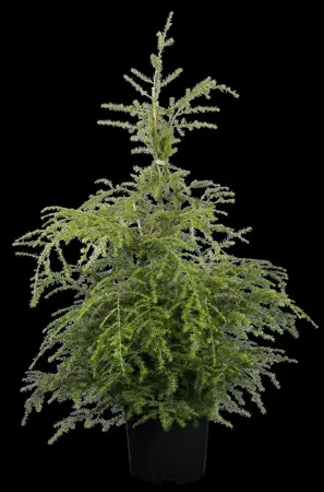 Tsuga canadensis - 60-80 CM RB - image 1