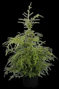 Tsuga canadensis - 125-150 CM RB - image 1