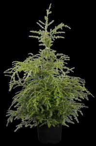Tsuga canadensis - 175-200 CM C80 - image 5