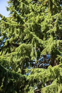 Tsuga heterophylla