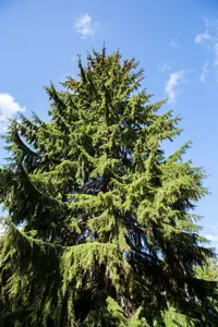 Tsuga heterophylla - SOLITAIR 350-400 CM RB - image 2