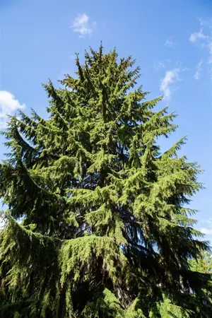 Tsuga heterophylla - SOLITAIR 400-450 CM RB - image 2