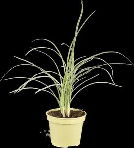 Tulbaghia violacea - 25-30 CM C2 - image 2