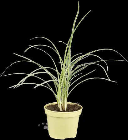 Tulbaghia violacea - 2 Ltr pot - image 2